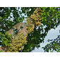 Vervet Monkeys (Chlorocebus pygerythrus) eating Sycomore Fig (Ficus sycomorus) fruits