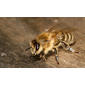 File:Apis mellifera carnica worker hive entrance 3.jpg