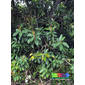 India-rubber tree (Ficus elastica)