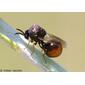 Vespa minúscula // Wasp (Eucharis adscendens), female